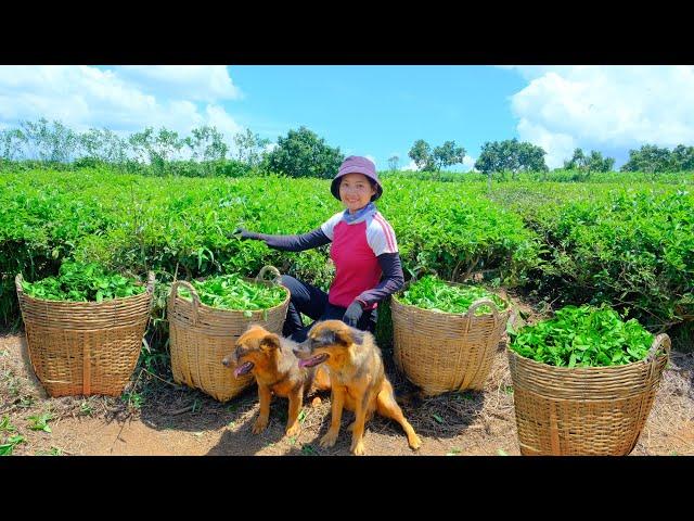 Harvesting Green Tea Leaves Goes To Market Sell - Cooking, Farm, Gardening, Daily Life | Tieu Lien
