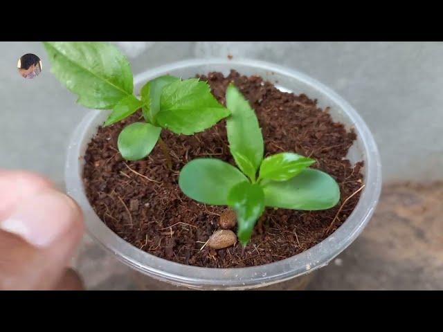 How to grow apple tree from seeds || Fast growing from seeds || Easy work at home