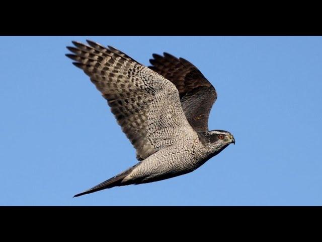 Wild GOSHAWK River HUNTING UK - Accipiter gentilis