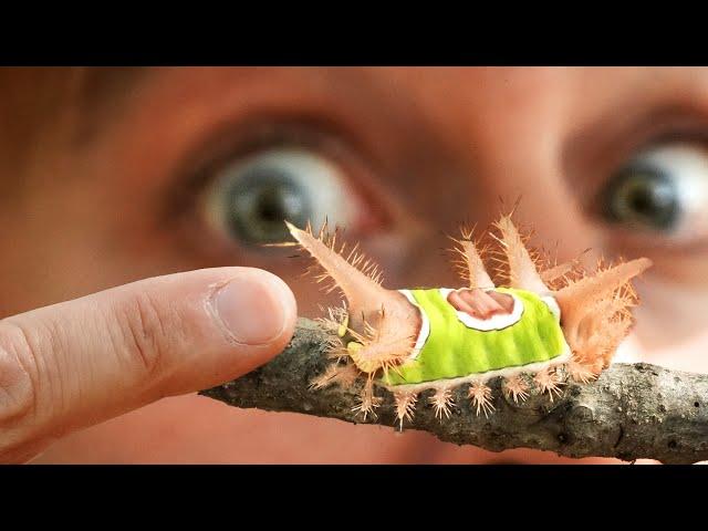 STUNG by a VENOMOUS Neon Caterpillar!