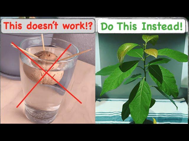 Why is my avocado seed not growing? [5 Common Mistakes Growing Avocado from Seed]