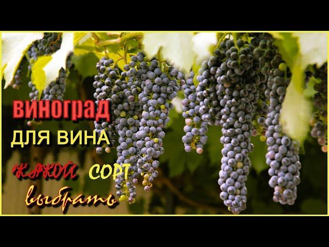 Мои сорта винограда для ВИНА./My grape varieties for wine.