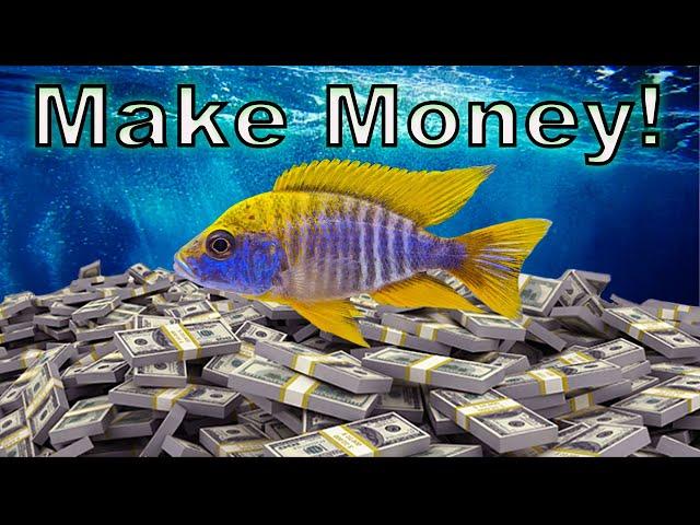 How to Make Money in Fish-Keeping Without Breeding Fish!
