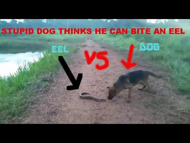 MUST WATCH- DOG tries to EAT an ELECTRIC EEL and gets SHOCKED,  + dog vs ELECTRIC CURRENTS