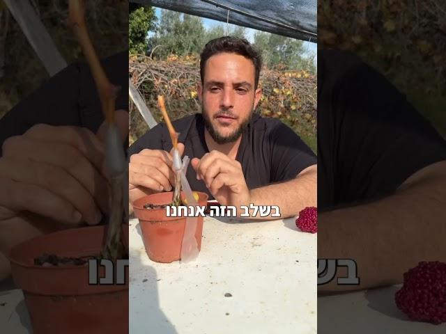 הרכבות בגפנים חלק ב' #גפנים #גינה