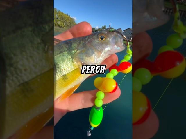 Fishing with BIG LIVE BAIT  #fishing #livebait