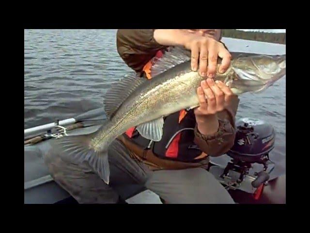 Zander. Large pike. Catchability tackle.