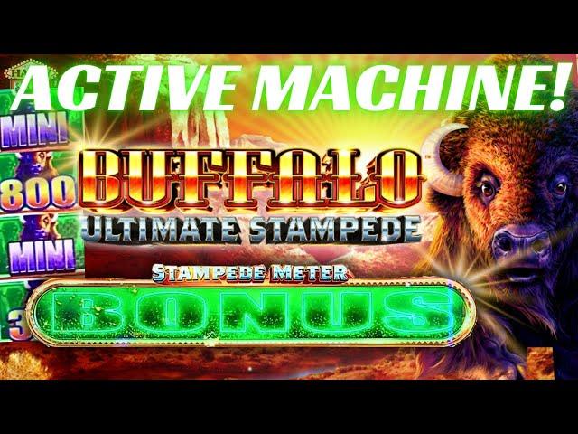 We found an ACTIVE BUFFALO ULTIMATE STAMPEDE slot machine!