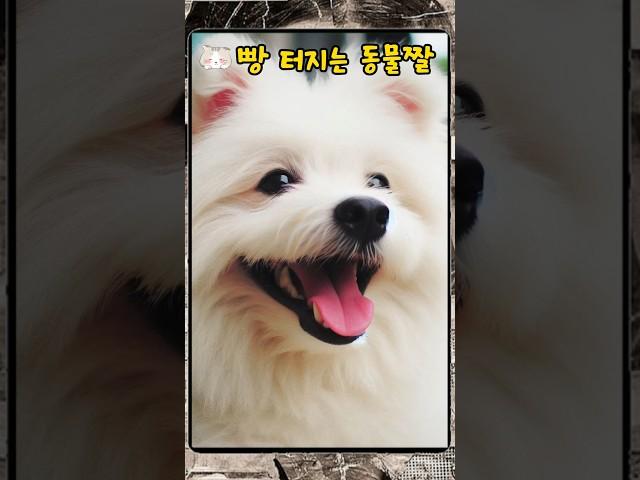 빵 터지는 동물짤 #shorts