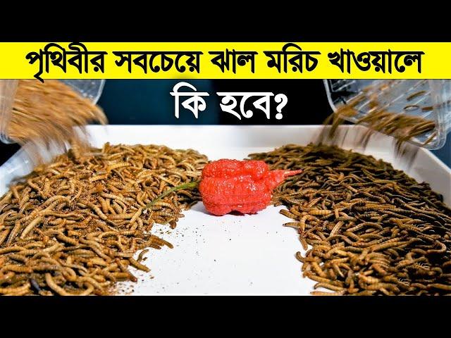 পোকা VS পৃথিবীর সবথেকে ঝাল মরিচ !  কি হতে যাচ্ছে তাদের সাথে ?