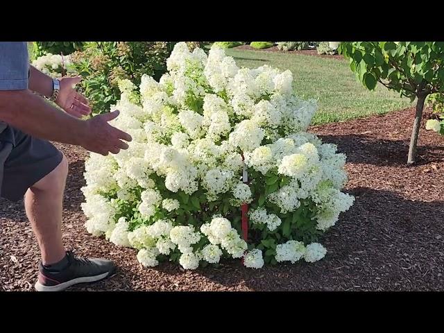 Hydrangea Bobo®  - A Tried & True, Top Notch Garden Performer // Find Out About Cycle Pruning️