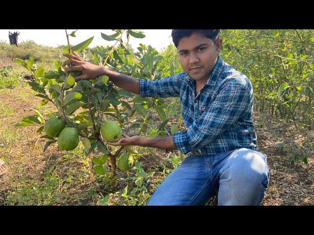 Tour of Maharashtra & Chhattisgarh from Apple Ber Nursery