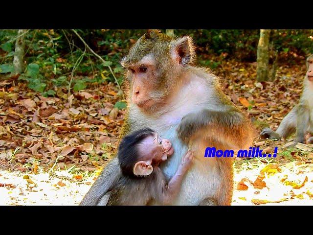 Mom..! Hungry Milk! Please give milk for me! ALBA cry ask Milk for her life | Baby Monkey So Pities