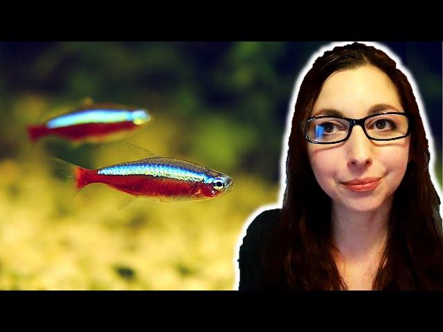 Cardinal Tetra Beginner Care Guide | How To Care For Cardinal Tetras