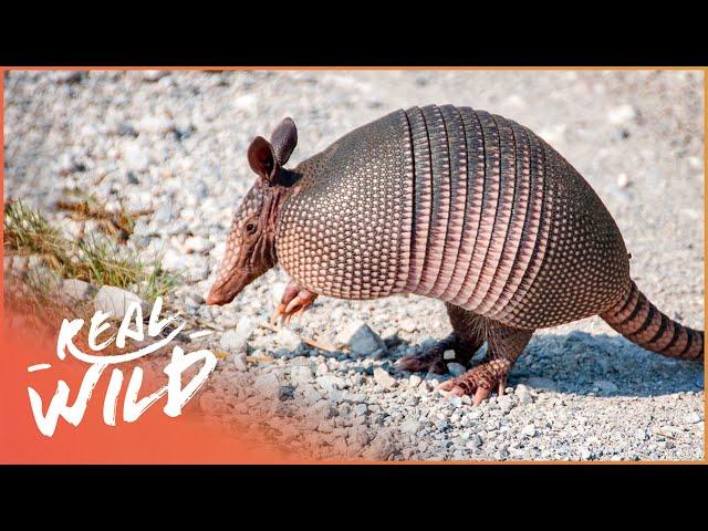 Armadillos: Nature's Armoured Miracles (Wildlife Documentary) | Wild America | Real Wild