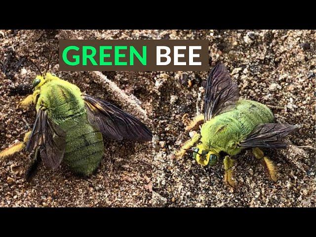 Stunning Large GREEN BEE Found in Australia