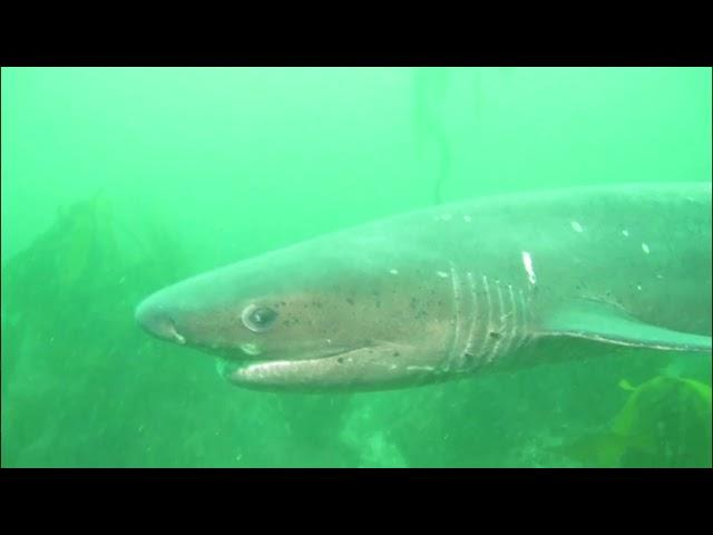 Facts: The Broadnose Sevengill Shark