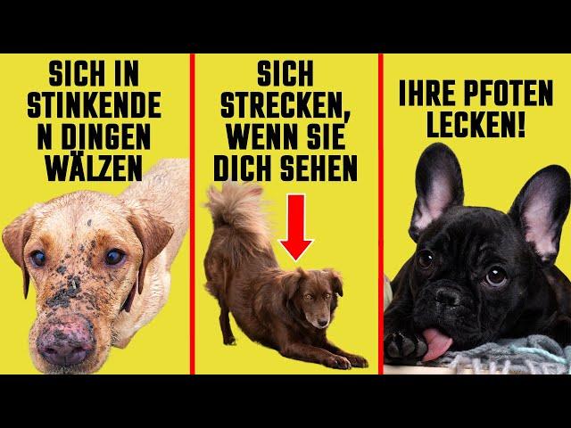 Warum macht dein Hund das? 10 SELTSAME VERHALTENSWEISEN ERKLÄRT!