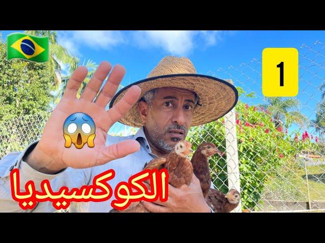 مشروع الدجاج البياض 5 #  دورة تربية من عمر يوم 