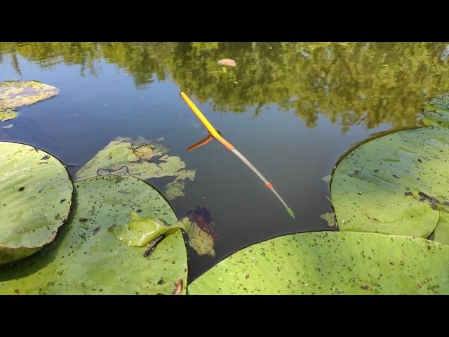 MONSTERS ARE BREAKING WATER LILIES!!! Float fishing, large crucian carp