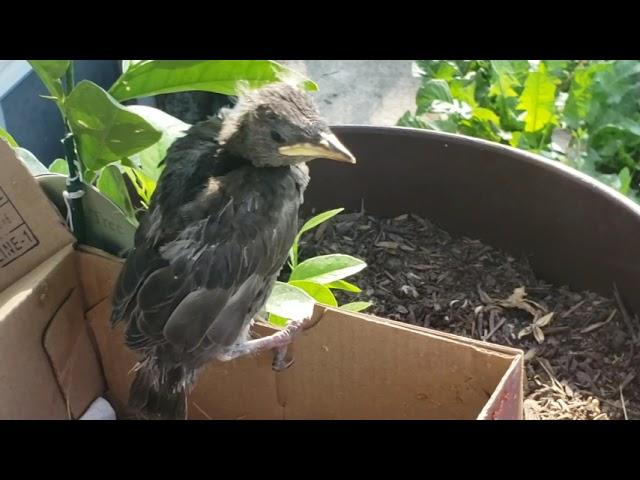 Raising A Wild Baby Bird: Steve the Starling