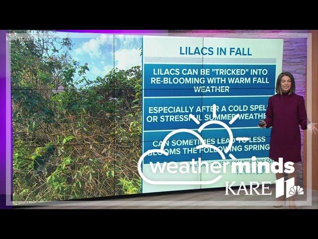 WeatherMinds: Why are my lilacs blooming in fall?