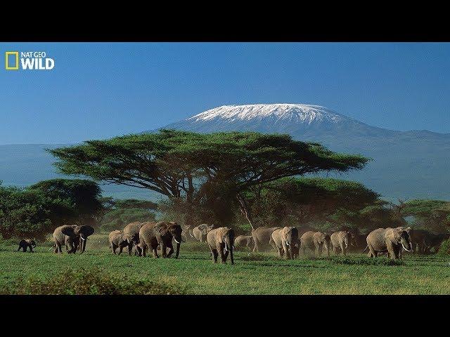 National Geographic Documentary - Wildlife of animals at Mount Kilimanjaro -  Wildlife Animals