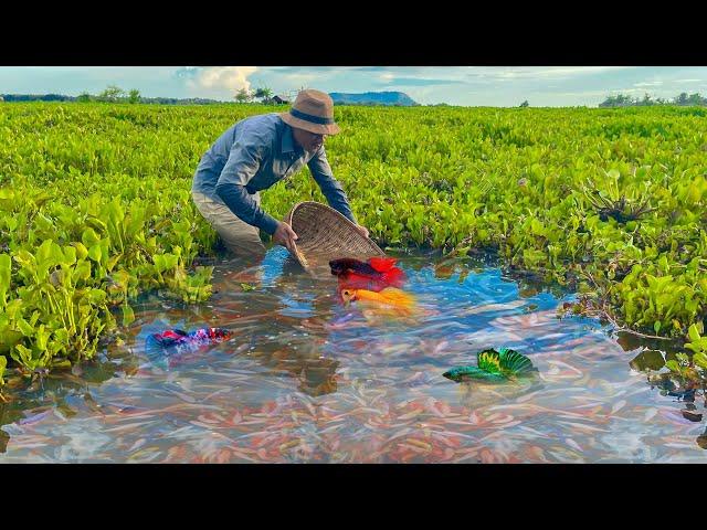 Catching Betta Fish And Wild Betta Fish At The Countryside, Unbelievable Catching (Episode 46)