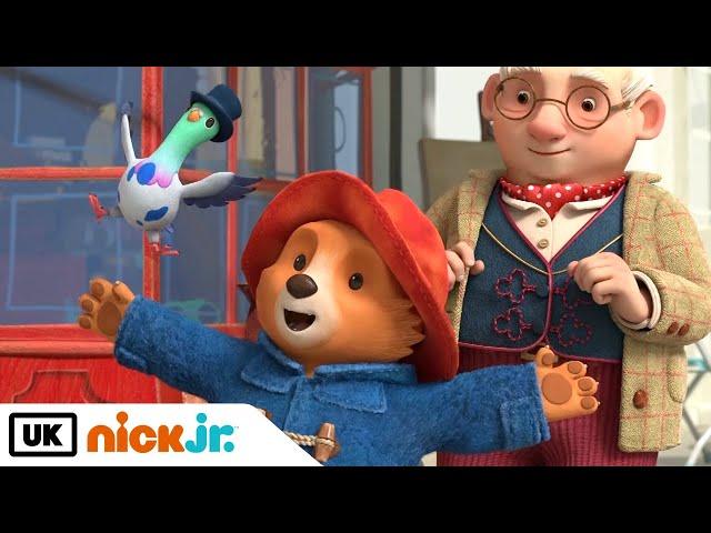 The Adventures of Paddington | Finding Pigeonton a New Home!  | Nick Jr. UK