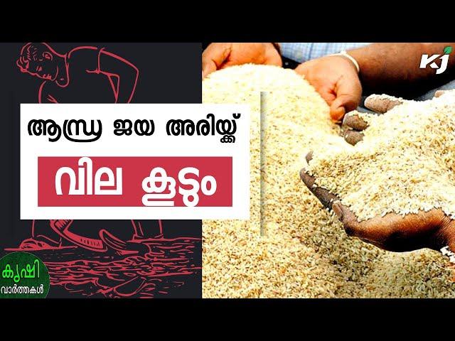 ജയ അരിക്ക് കേരളത്തിൽ വില ഉയരും; വ്യാജനും സജീവം| keralaricepricehike | andhrapradesh |ricepricetoday|