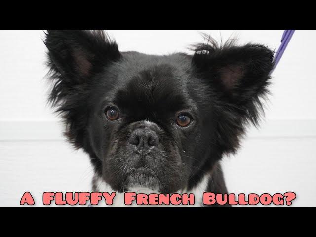 A fluffy Frenchie?