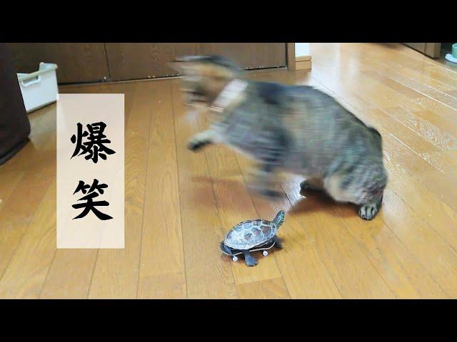 【おもしろ総集編】思わず笑うw可愛い猫とスケボー亀【A compilation of cute cats and skateboarding turtles 】