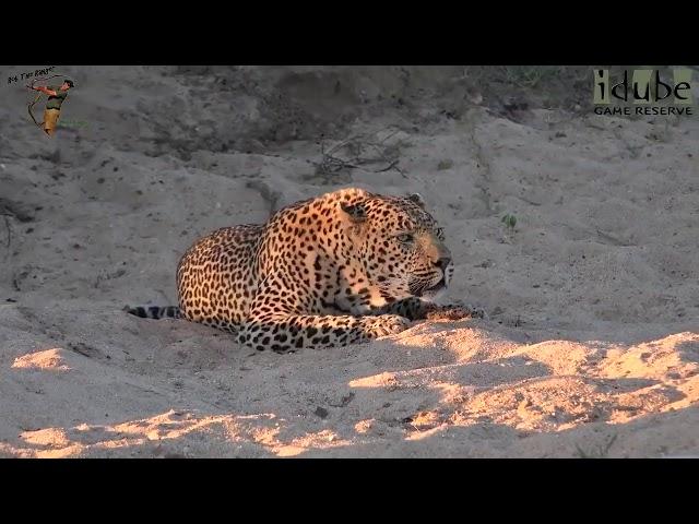 【知ってた？】ネコ科 猛獣 それぞれの鳴き声　Have you ever heard the cry of a cat beast?