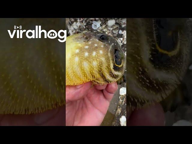 Puffer Fish Inflating in Hand || ViralHog