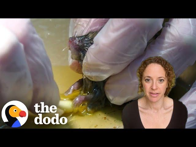 This Is Why No One Should Use Sticky Glue Traps | The Dodo