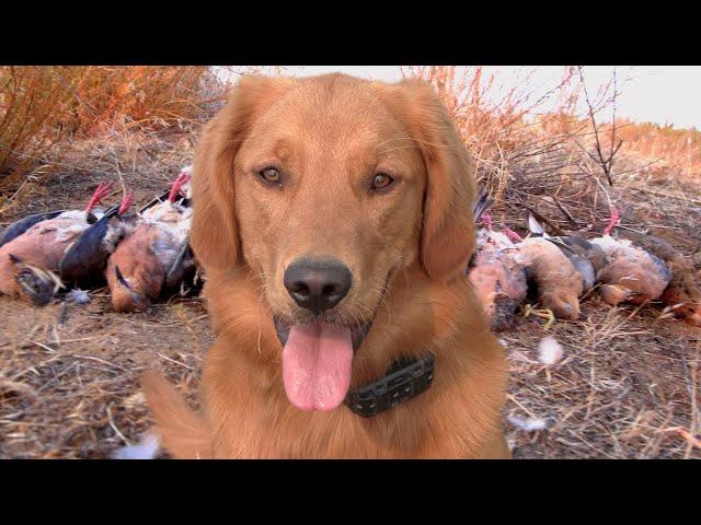 DOVE HUNTING in the DESERT! | Western Public Land Dove Opener in the Sage