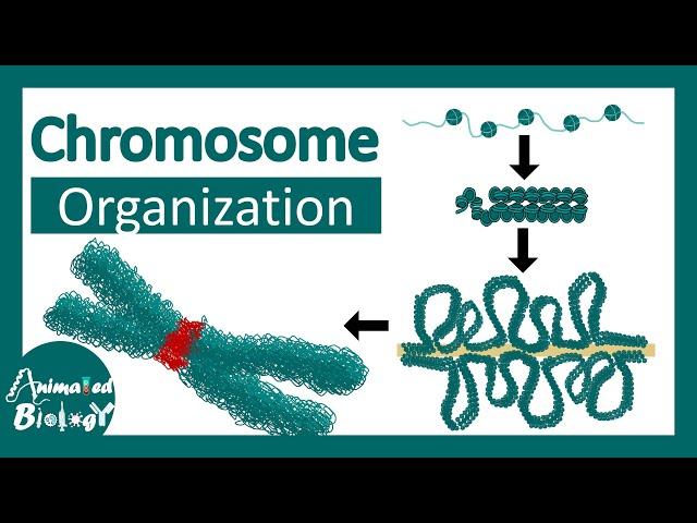 Chromosome structure | Chromatin organization | 3D chromatin | levels of organization in chromosomes
