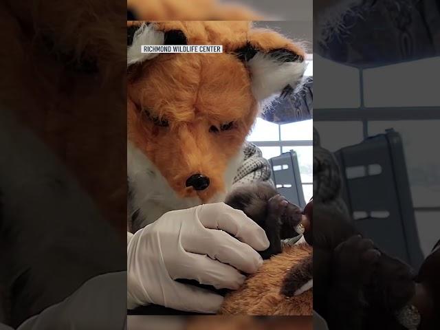 Staff at a Virginia wildlife center dress up as fox to care for an orphaned kit | NBC 7 San Diego