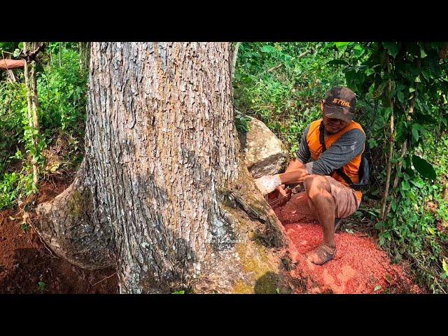 So pretty ️cut red mahogany trees on the mountains