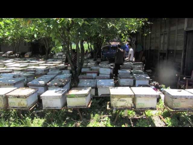 Java Bees Bee keeping in central Java, Indonesia