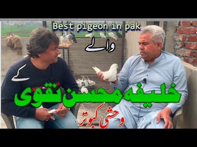 parwaz tv.best pigeon in pak .khalifa Mohsin Naqvi pigeon.wehshi kabotar