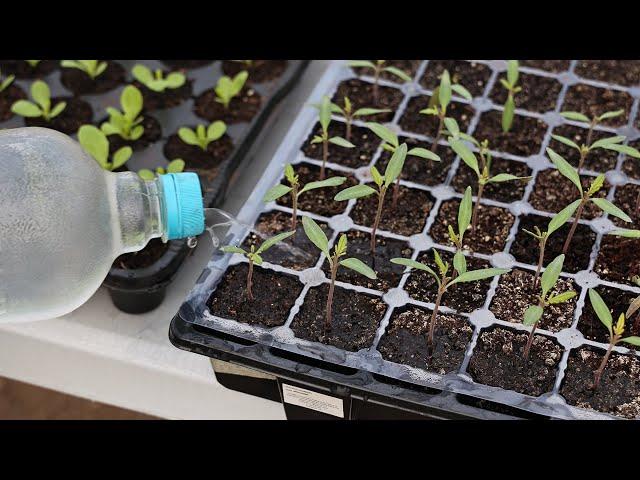 Seedling Protection without Chemicals and Toxic Hydrogen Peroxide