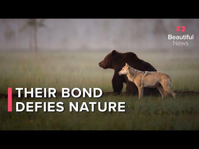 This unlikely friendship between a grey wolf and brown bear defies nature | Beautiful News