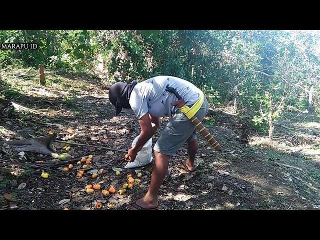 Panen Jambu Monyet / Mete Di Kebun Sumba