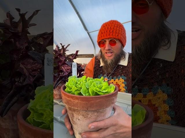  Tour the Container Garden at our farm! #rareseeds