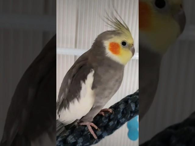 I don't know what was that / No sé que ha sido eso #bird #animals #birb #birds #baby #funny #video