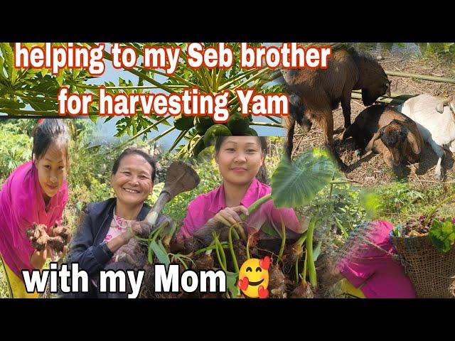 WENT TO HARVEST YAM FOR @Sebnagafamily7  AT JHUM FIELD WITH MY MOM | village lifestyle