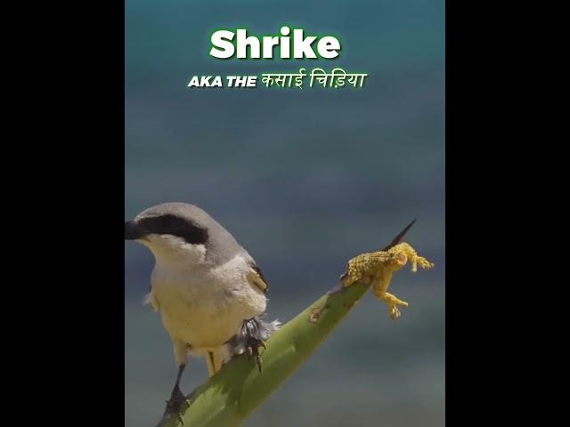 Ye hai Kasai chidiya  || shrike bird #birds #viral