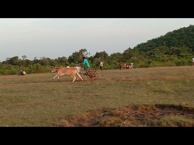 devansh uikey kamta 2020 nata pat pratiyogita nayegao Samnapur Ox race