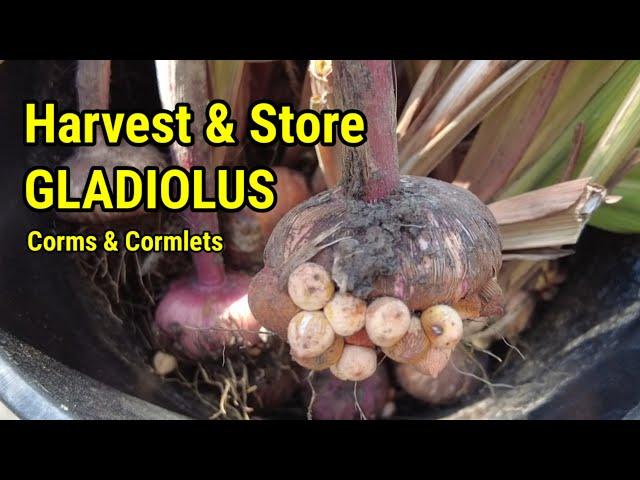 Harvesting & Storing GLADIOLUS corms over the winter | Zone 6a, Missouri